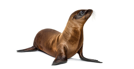California Sea Lion, Zalophus californianus, pup looking up on white background © Eric Isselée