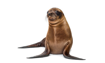 Sea lion pup sitting looking away on white background © Eric Isselée