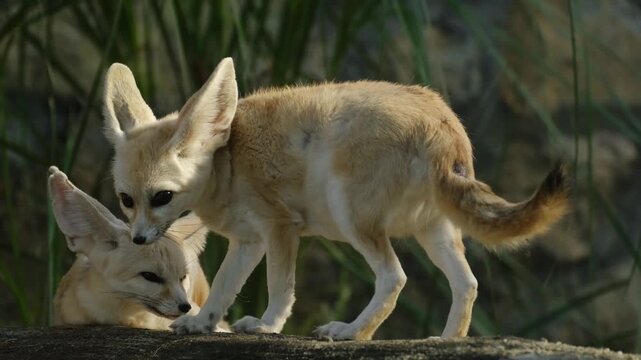 Two fennec foxes interact on a rocky surface inside a zoo enclosure, showing alert posture and calm social behavior in natural daylight