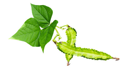 Fresh green winged bean (Psophocarpus tetragonolobus) with leaves isolated on a transparent background.
