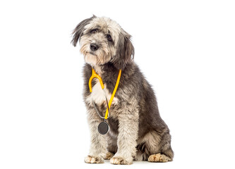 Scruffy dog wearing veterinarian stethoscope looking at camera