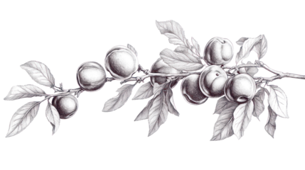 Plum branch illustration on transparent background