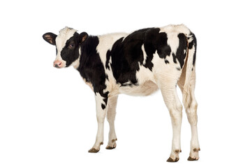 Black and white holstein calf posing, looking at camera in a studio © Eric Isselée