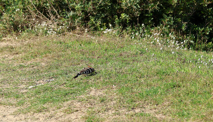 Hoopoe (Upupa epops) bird foraging on the ground © Andrea Geiss