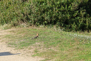 Hoopoe (Upupa epops) bird foraging on the ground © Andrea Geiss