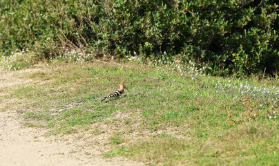 Hoopoe (Upupa epops) bird foraging on the ground © Andrea Geiss