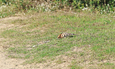 Hoopoe (Upupa epops) bird foraging on the ground