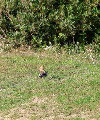 Hoopoe (Upupa epops) bird foraging on the ground
