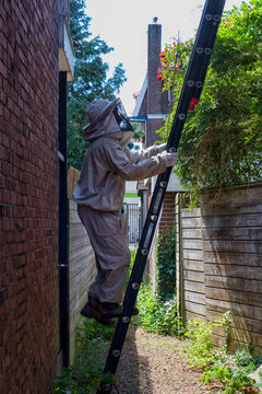 Pest controller on  a ladder to exterminate a wasp nest
