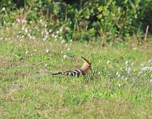 Hoopoe (Upupa epops) bird foraging on the ground