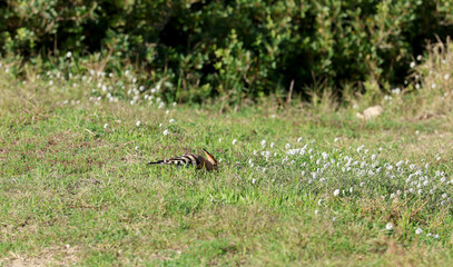 Hoopoe (Upupa epops) bird foraging on the ground © Andrea Geiss
