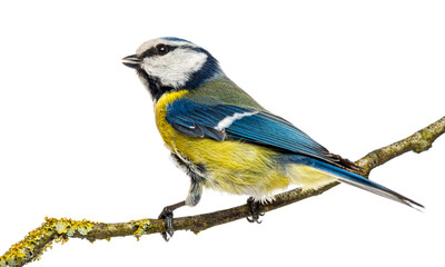 Blue tit, parus major, bird perching on a lichen branch © Eric Isselée