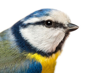 Blue tit, parus major, bird head close up isolated on white