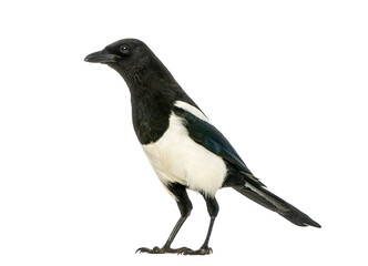 Fototapeta premium Eurasian magpie bird standing isolated on white