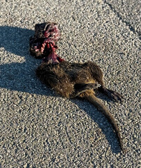Nutria rodent dead and run over on the road