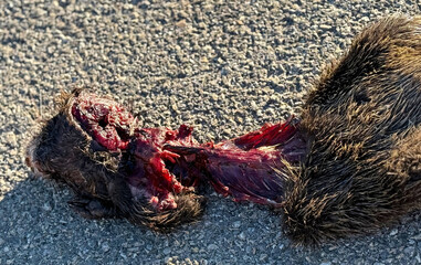 Nutria rodent dead and run over on the road