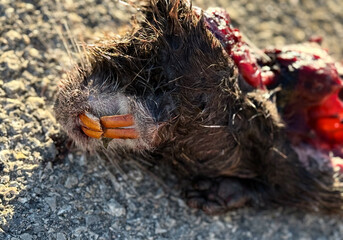 Nutria rodent dead and run over on the road