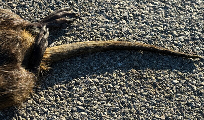 Nutria rodent dead and run over on the road