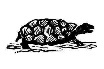Tortoise. It features a stylized shell with intricate patterns, old vintage illustration, 1897