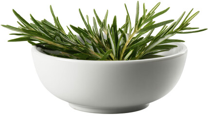 Fresh organic rosemary plant growth in a pot with aromatic green leaves and branches isolated on a white background as a healthy herbal food ingredient
