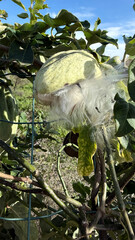 Araujia sericifera Torture Plant Fruit Climbing Plant
