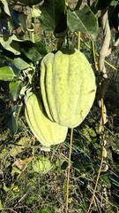 Araujia sericifera Torture Plant Fruit Climbing Plant