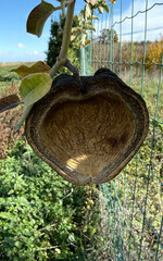 Araujia sericifera Torture Plant Fruit Climbing Plant