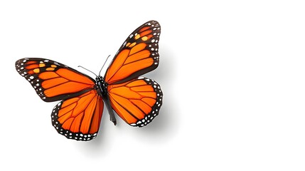 Obraz premium Close up depiction of a monarch butterfly highlighting the intricate details of its orange wings with black veins and white spots isolated on a clean white surface