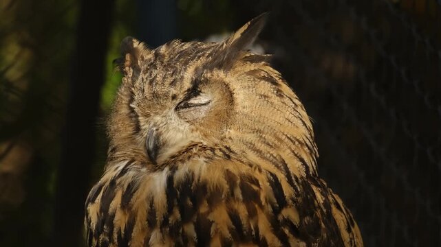 Owl sits quietly in a zoo enclosure with closed eyes and fluffed feathers in soft daylight. Concept of calm wildlife moment nocturnal bird rest nature observation. 4k horizontal footage