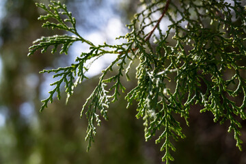 Soft nature glow, Gentle illumination over greenery, Peaceful landscape softly illuminated with delicate focus and lush flora