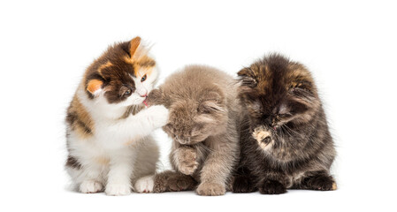 Obraz premium Three kittens grooming and playing on white background