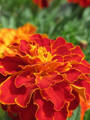 Zbliżenie na kwiat rośliny z gatunku tagetes © Kumulugma