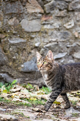 Curious cute cat with the green eyes walking on the grass, blurry background, traditional stone wall of a village on the back