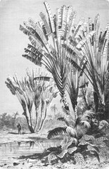 Madagascar landscape with Ravenala madagascariensis plant, 1899
