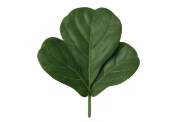 Fiddle leaf fig green houseplant leaf transparent background