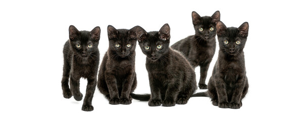 Five adorable black kittens posing on white background © Eric Isselée