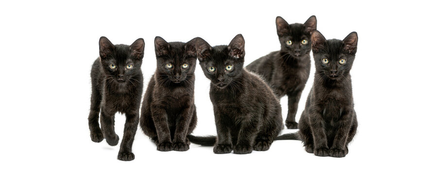 Five adorable black kittens posing on white background