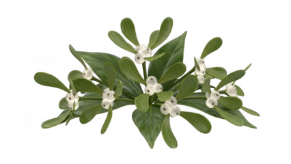 Mistletoe branch isolated on transparent background