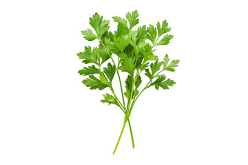 Culinary Parsley Sprig Isolated on Transparent Background