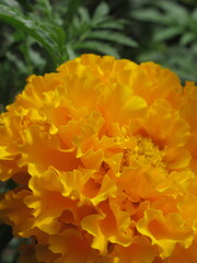 Zbliżenie na kwiat rośliny z gatunku tagetes © Kumulugma