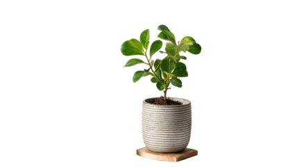 A small green houseplant with lush foliage and young leaves grows in a ceramic flowerpot, representing nature and growth as a single isolated botany object for indoor gardening