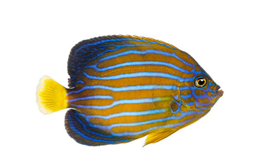 Northern Angelfish, Chaetodontoplus septentrionalis, swimming against white background