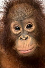 Baby Bornean orangutan looking directly at camera © Eric Isselée