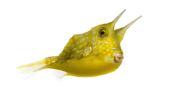 Yellow longhorn cowfish swimming isolated on white background