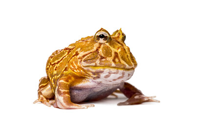 Argentine Horned Frog sitting and looking menacingly on white background
