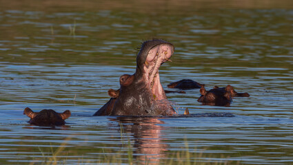 Fototapeta premium Hippopotamus with mouth wide open surrounded by onther hippos in the water