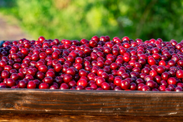Fresh red cherries piled high showcasing the bounty of summer harvest. Raw many cherries in a wooden tray in a summer garden, closeup. Juicy cherry symbolizing the sweetness and richness of life