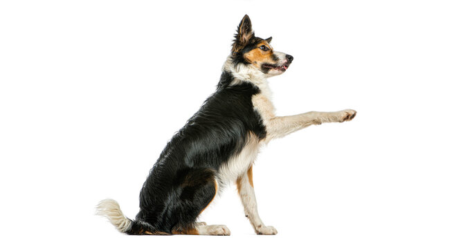 Border collie dog performing trick raising paw