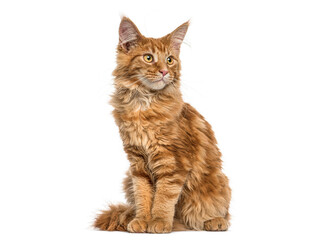 Fototapeta premium Maine coon cat sitting and looking up attentively on white background