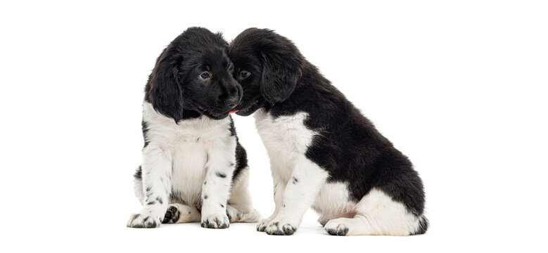 stabyhoun puppies showing affection with a gentle kiss